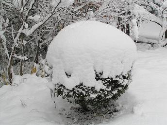 丸い雪.JPG
